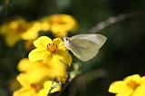 IMG_0556d