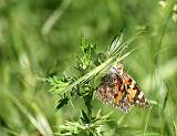 IMG_9373a