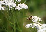 IMG_9914b
