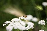 IMG_9915a