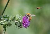 IMG_9960a