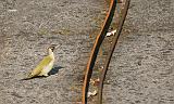 IMG_8263b