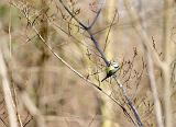 Mesange_8148